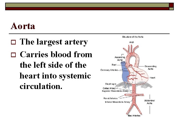 Aorta o o The largest artery Carries blood from the left side of the