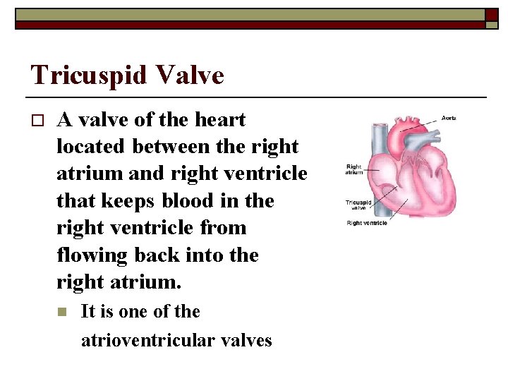 Tricuspid Valve o A valve of the heart located between the right atrium and