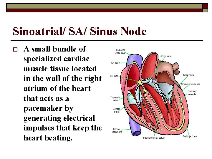 Sinoatrial/ SA/ Sinus Node o A small bundle of specialized cardiac muscle tissue located