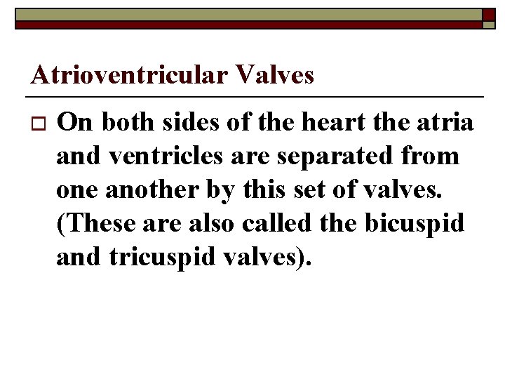 Atrioventricular Valves o On both sides of the heart the atria and ventricles are