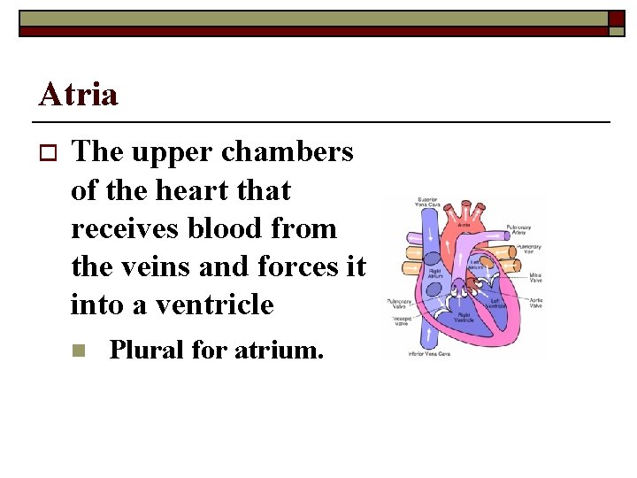 Atria o The upper chambers of the heart that receives blood from the veins