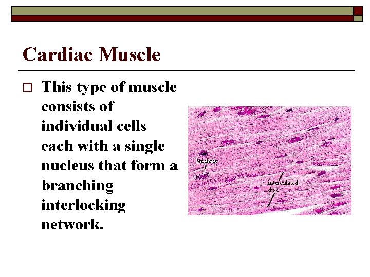 Cardiac Muscle o This type of muscle consists of individual cells each with a