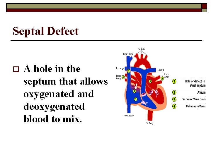 Septal Defect o A hole in the septum that allows oxygenated and deoxygenated blood