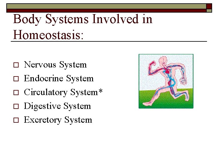 Body Systems Involved in Homeostasis: o o o Nervous System Endocrine System Circulatory System*