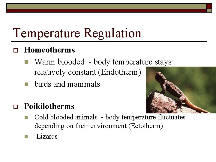Temperature Regulation o Homeotherms n Warm blooded - body temperature stays relatively constant (Endotherm)