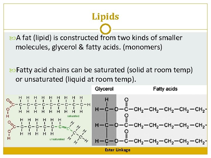 Lipids A fat (lipid) is constructed from two kinds of smaller molecules, glycerol &
