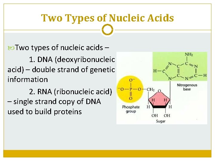 Two Types of Nucleic Acids Two types of nucleic acids – 1. DNA (deoxyribonucleic