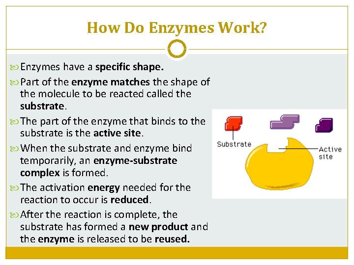 How Do Enzymes Work? Enzymes have a specific shape. Part of the enzyme matches