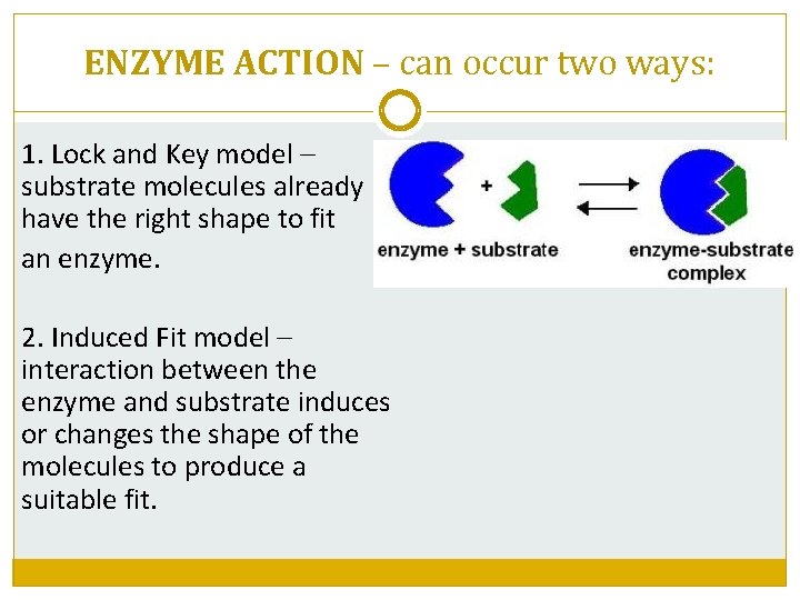 ENZYME ACTION – can occur two ways: 1. Lock and Key model – substrate