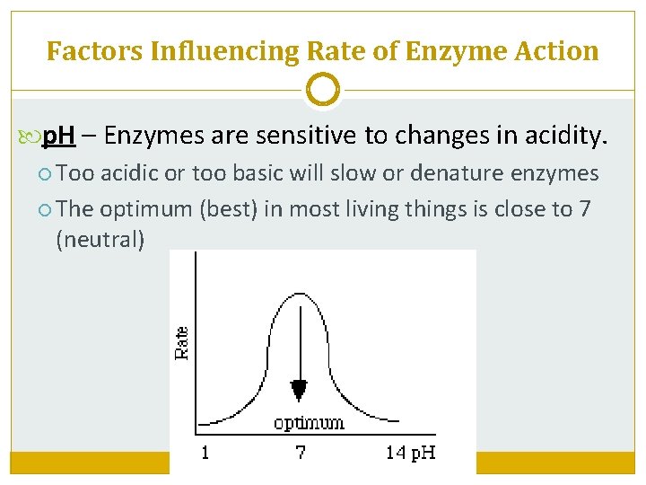 Factors Influencing Rate of Enzyme Action p. H – Enzymes are sensitive to changes