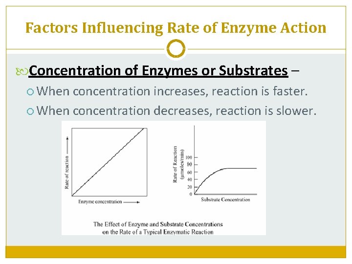 Factors Influencing Rate of Enzyme Action Concentration of Enzymes or Substrates – When concentration