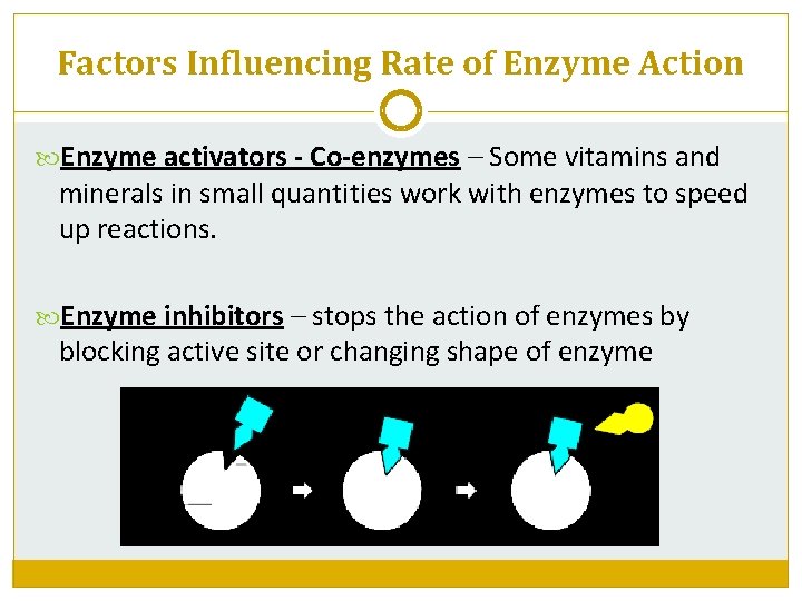 Factors Influencing Rate of Enzyme Action Enzyme activators - Co-enzymes – Some vitamins and
