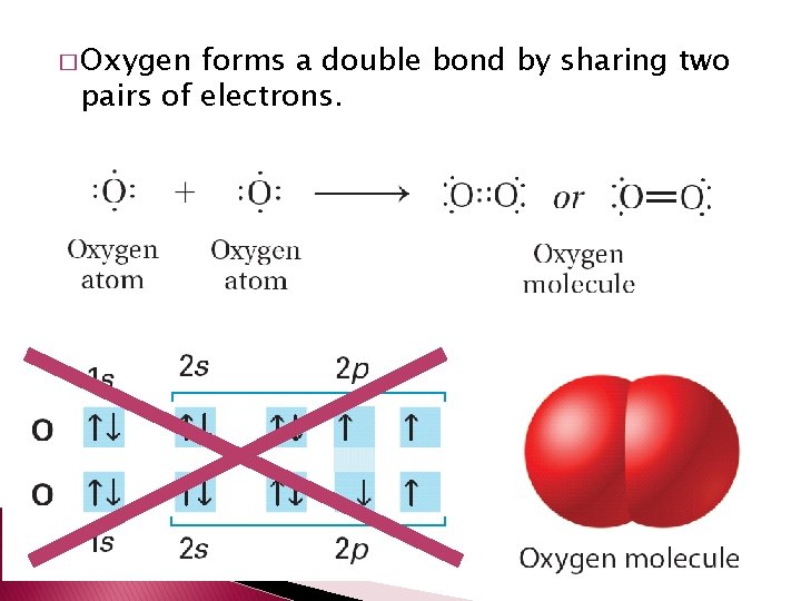 � Oxygen forms a double bond by sharing two pairs of electrons. 