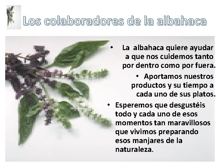 Los colaboradores de la albahaca La albahaca quiere ayudar a que nos cuidemos tanto Los colaboradores de la albahaca La albahaca quiere ayudar a que nos cuidemos tanto