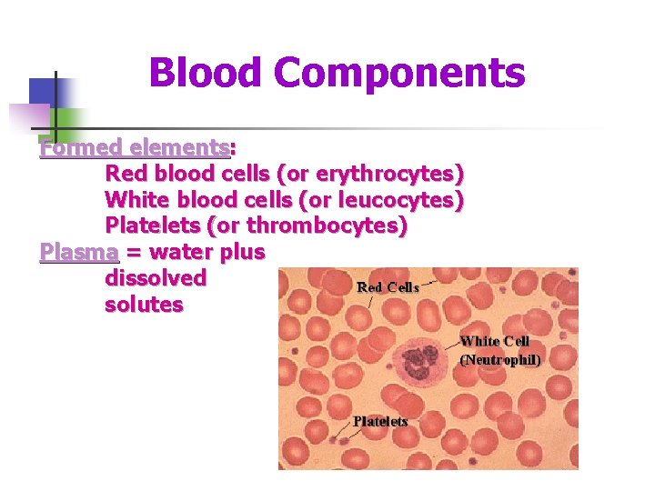 Blood Components Formed elements: Red blood cells (or erythrocytes) White blood cells (or leucocytes)