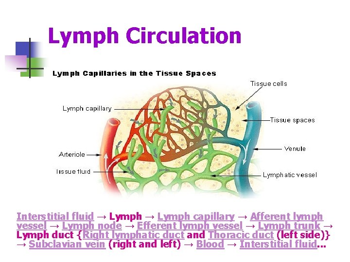 Lymph Circulation Interstitial fluid → Lymph capillary → Afferent lymph vessel → Lymph node