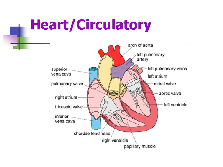 Heart/Circulatory 