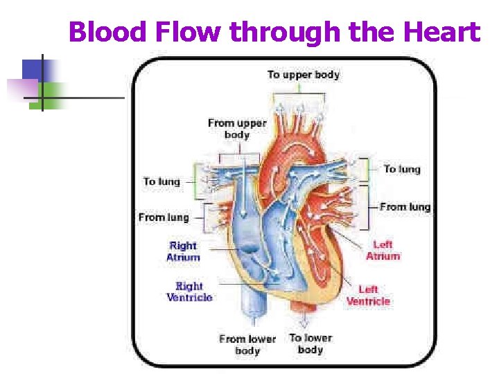 Blood Flow through the Heart 