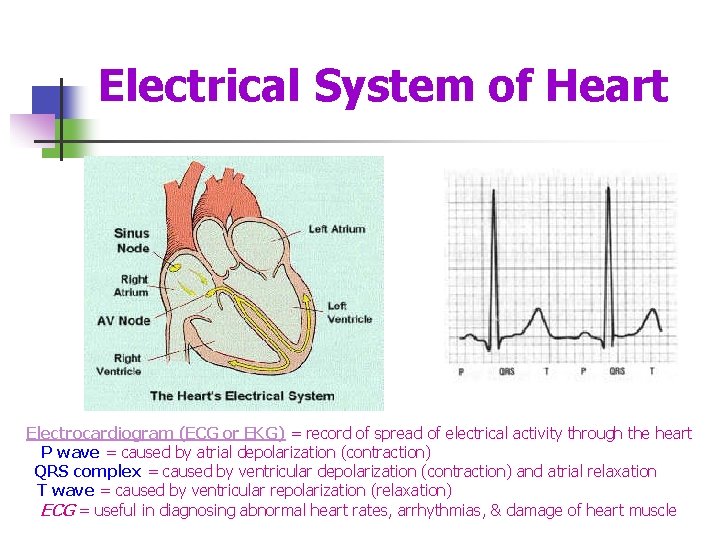 Electrical System of Heart Electrocardiogram (ECG or EKG) = record of spread of electrical