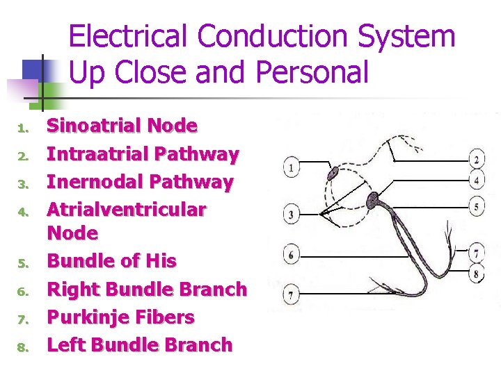 Electrical Conduction System Up Close and Personal 1. 2. 3. 4. 5. 6. 7.
