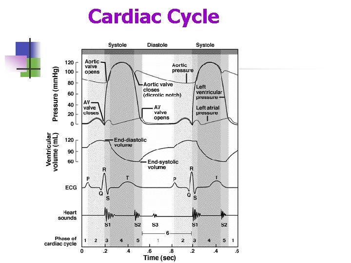 Cardiac Cycle 
