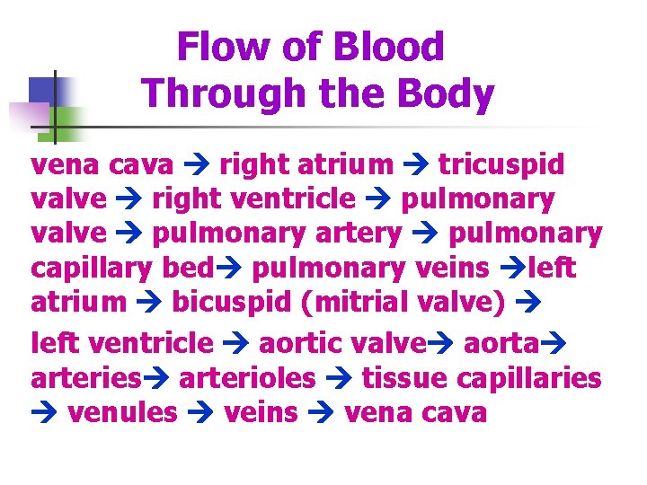 Flow of Blood Through the Body vena cava right atrium tricuspid valve right ventricle