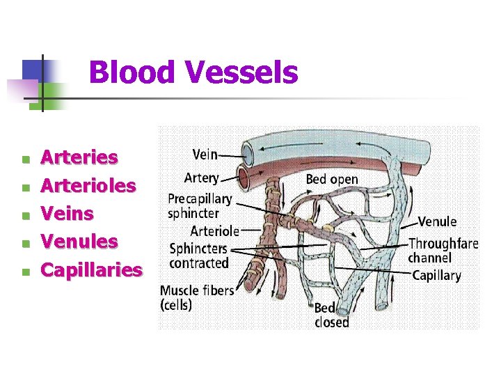 Blood Vessels n n n Arteries Arterioles Veins Venules Capillaries 