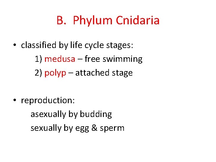 B. Phylum Cnidaria • classified by life cycle stages: 1) medusa – free swimming