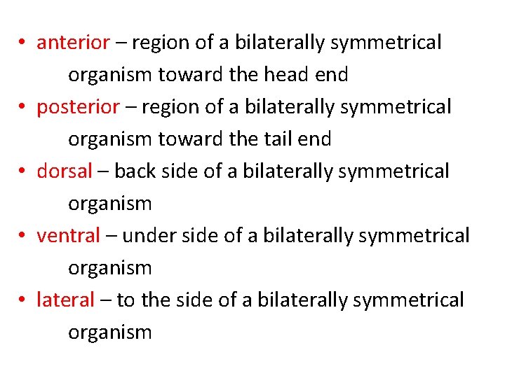  • anterior – region of a bilaterally symmetrical organism toward the head end
