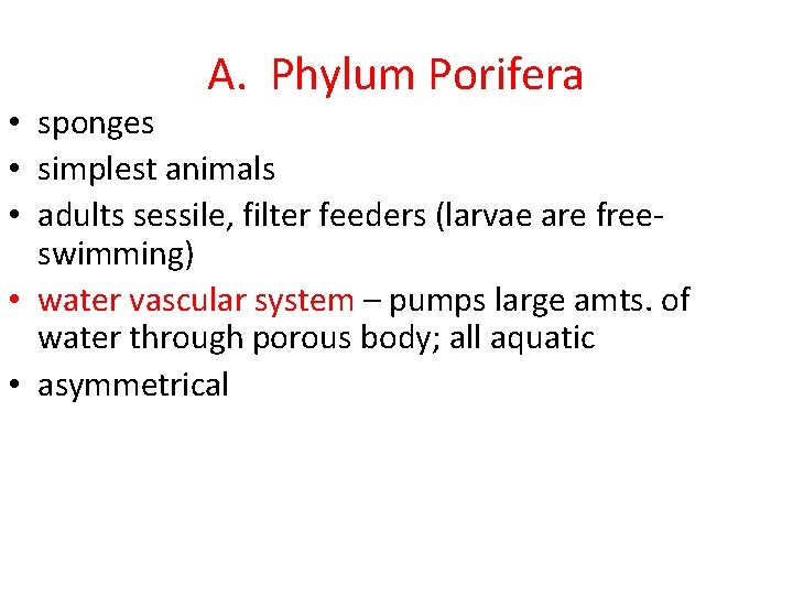 A. Phylum Porifera • sponges • simplest animals • adults sessile, filter feeders (larvae