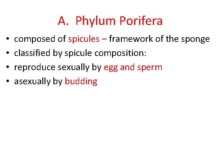 A. Phylum Porifera • • composed of spicules – framework of the sponge classified