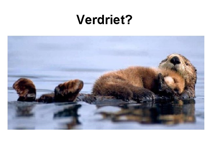 Verdriet? 