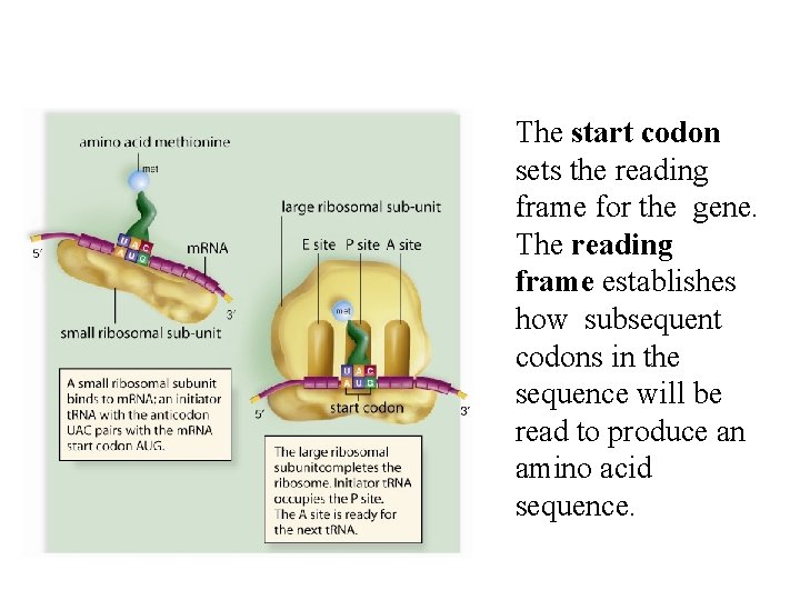 The start codon sets the reading frame for the gene. The reading frame establishes