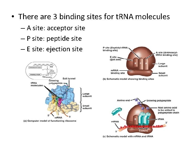  • There are 3 binding sites for t. RNA molecules – A site: