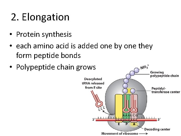 2. Elongation • Protein synthesis • each amino acid is added one by one