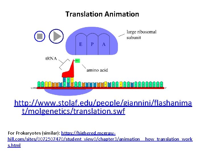Translation Animation http: //www. stolaf. edu/people/giannini/flashanima t/molgenetics/translation. swf For Prokaryotes (similar): https: //highered. mcgrawhill.