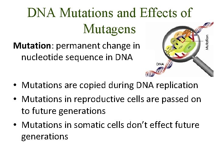 DNA Mutations and Effects of Mutagens Mutation: permanent change in nucleotide sequence in DNA