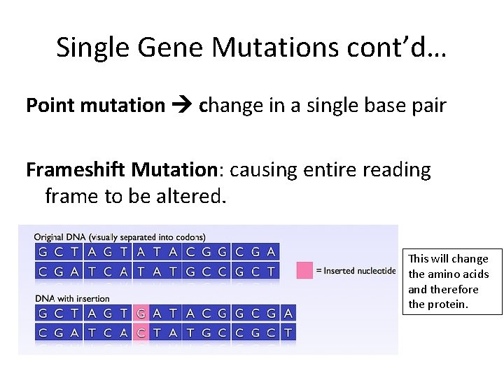 Single Gene Mutations cont’d… Point mutation change in a single base pair Frameshift Mutation: