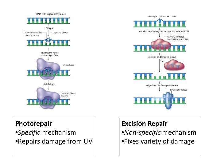 Photorepair • Specific mechanism • Repairs damage from UV Excision Repair • Non-specific mechanism