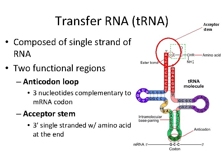 Transfer RNA (t. RNA) • Composed of single strand of RNA • Two functional