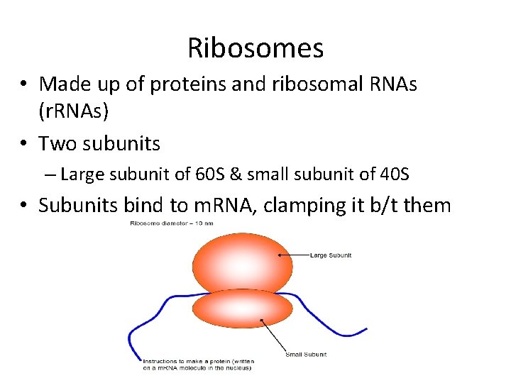 Ribosomes • Made up of proteins and ribosomal RNAs (r. RNAs) • Two subunits