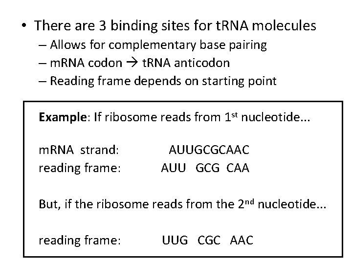  • There are 3 binding sites for t. RNA molecules – Allows for