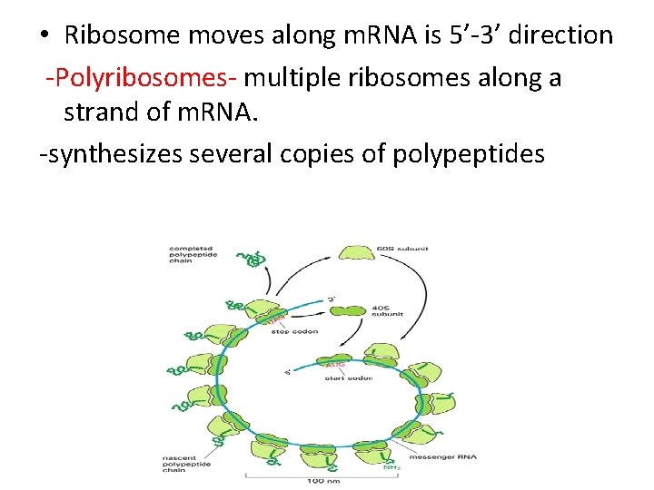  • Ribosome moves along m. RNA is 5’-3’ direction -Polyribosomes- multiple ribosomes along