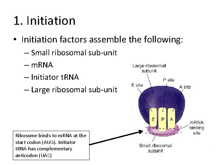 1. Initiation • Initiation factors assemble the following: – Small ribosomal sub-unit – m.