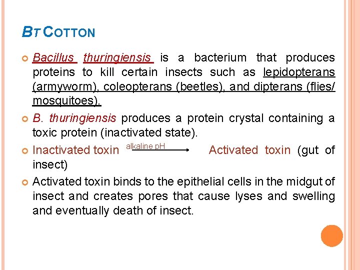 BT COTTON Bacillus thuringiensis is a bacterium that produces proteins to kill certain insects