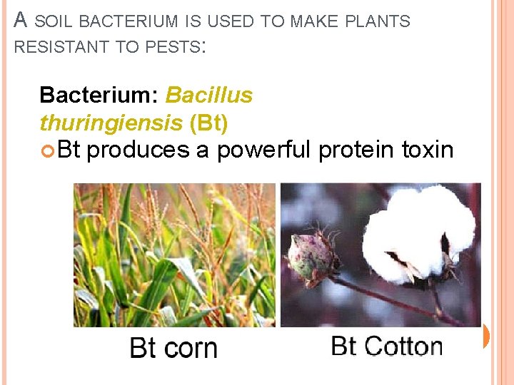 A SOIL BACTERIUM IS USED TO MAKE PLANTS RESISTANT TO PESTS: Bacterium: Bacillus thuringiensis