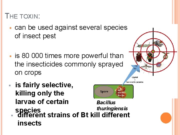 THE TOXIN: § can be used against several species of insect pest § is