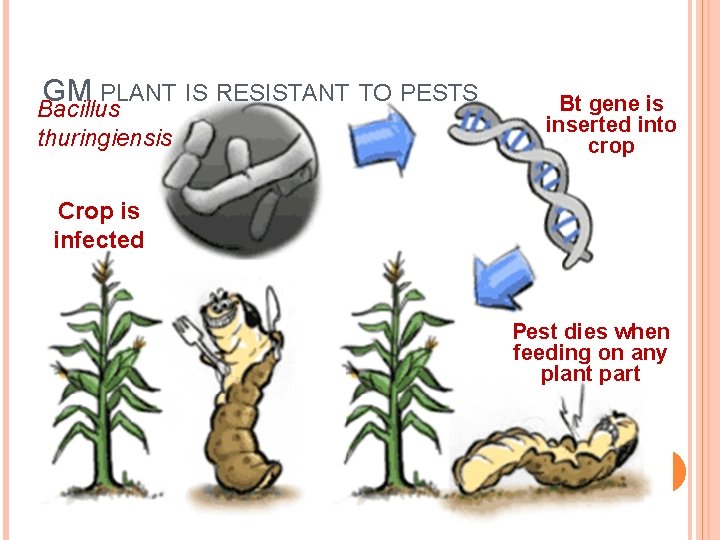 GM PLANT IS RESISTANT TO PESTS Bacillus thuringiensis Bt gene is inserted into crop