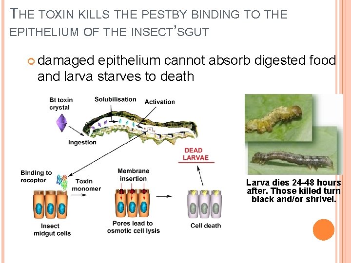 THE TOXIN KILLS THE PESTBY BINDING TO THE EPITHELIUM OF THE INSECT’SGUT damaged epithelium