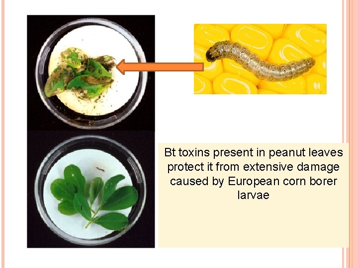 Bt toxins present in peanut leaves protect it from extensive damage caused by European